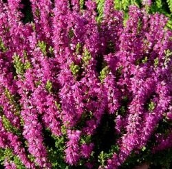 Calluna (Csarab)